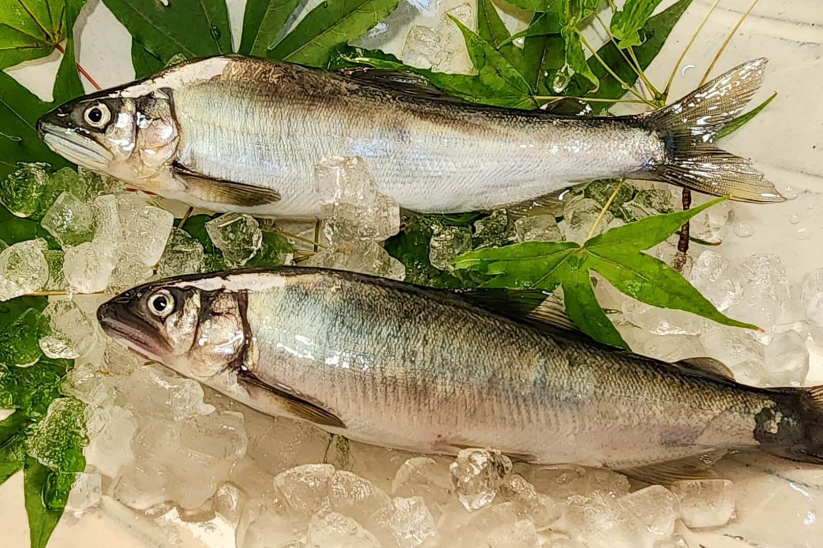氷と一緒に保存されている新鮮な鮎